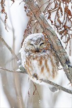 Northern saw-whet owl (Aegolius acadicus), perched on a tree after a snowfall, forest of