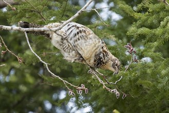 Ruffed grouse (Bonasa umbellus), male perched on a tree and eating buds, La Mauricie national park,