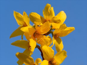 Blossoms of a forsythia (Forsythia x intermedia) europaea)