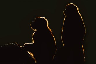 Djelada or gelada baboon (Theropithecus gelada), female in backlight, captive, occurrence in