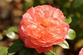 Garden rose or rose 'Queen of Hearts' (Rosa hybrida), flower, ornamental plant, North