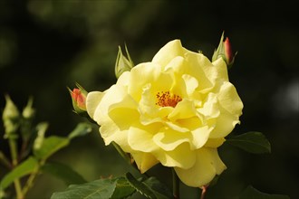 Garden rose or rose 'Lichtkoenigin Lucia' (Rosa hybrida), flower, ornamental plant, North