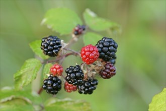 Wild blackberry (Rubus fruticosus), fruit, North Rhine-Westphalia, Germany, Europe