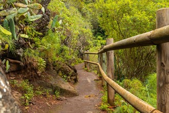 Beautiful walking path in the Laurisilva forest of Los tilos de Moya, Gran Canaria