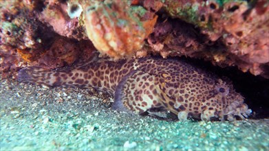 Gulf toadfish (Opsanus beta) Toadfish. Dive site Amber Jack, Destin, Panhandle, Gulf of Mexico,