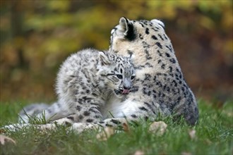 Two playing snow leopards nestling together in the grass, snow leopard, (Uncia uncia), young