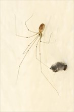 Long-legged cellar spider (Pholcus phalangioides) with prey, North Rhine-Westphalia, Germany,