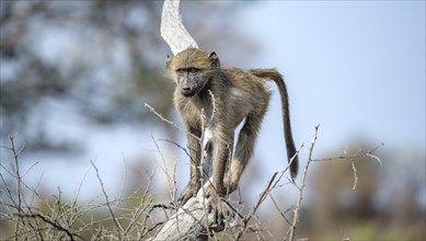 Chacma baboon (Papio ursinus), young running on a branch, Kruger National Park, South Africa,
