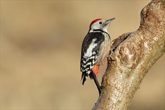 Middle spotted woodpecker (Dendrocopos medius) sitting at a water pot in a tree trunk, Animals,