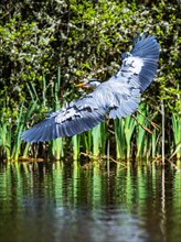 Grey Heron, Ardea cinerea, bird in flight over spring lake
