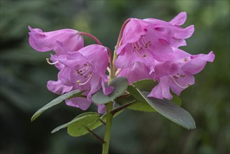 Rhododendron flower (Rhododendron orbiculare), Emsland, Lower Saxony, Germany, Europe