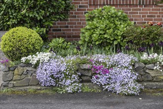 Front garden with creeping phlox (Phlox subulata), periwinkle (Iberis sempervirens) and dwarf iris
