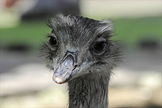 Emu (Dromaius novaehollandiae), in the zoo, Bavaria, portrait of an emu, captive, with sharp gaze