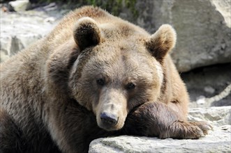 European brown bear (Ursus arctos) captive, A brown bear rests on a rock and looks into the