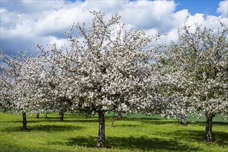 Flowering apple tree (Malus domestica), at Lake Constance, Baden-Wuerttemberg, Germany, Europe