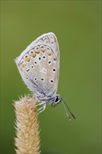 Common blue butterfly (Polyommatus icarus) with dewdrops, North Rhine-Westphalia, Germany, Europe