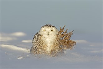 Snowy owl (bubo scandiacus), female resting on a snow-coverd meadow. Province of Quebec, Canada, AI