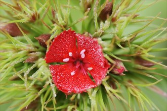 Bearded carnation or garden sweet william (Dianthus barbatus), flower, ornamental plant, North