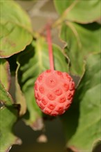 Japanese flowering dogwood (Cornus kousa), fruit, native to Asia, ornamental plant, North