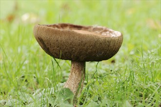 Common birch mushroom or birch bolete (Leccinum scabrum, Boletus scaber), North Rhine-Westphalia,