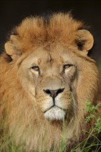African lion (Panthera leo), male, portrait, captive, occurrence in Africa