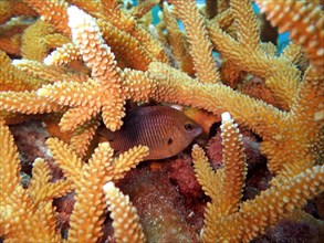 A damselfish seeks shelter in a staghorn coral (Acropora cervicornis), dive site John Pennekamp