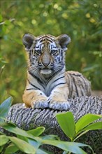 A resting tiger young lies on a tree trunk and looks into the camera, Siberian tiger, Amur tiger,