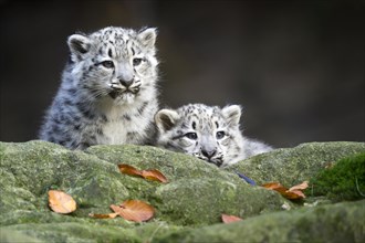 Two snow leopard cubs sitting next to each other on a rock, snow leopard, (Uncia uncia), young