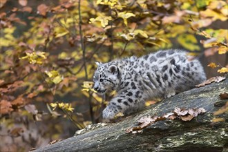 A snow leopard balancing on a tree trunk, surrounded by autumnal yellow tones, snow leopard, (Uncia