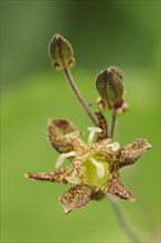 Toad lily (Tricyrtis puberula), flower, native to China