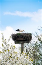 White stork (Ciconia ciconia) standing in the nest above blossoming branches of a cherry tree, wild