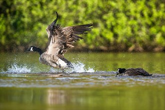 Canada Goose, Branta canadensis, bird running on water