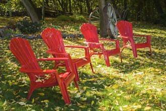 Four red Adirondack chairs on green grass lawn with fallen Fraxinus velutina, Velvet Ash tree
