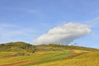 View of autumnal vineyards on the Roemerberg, Roman burial chamber, blue cloudy sky, wine village