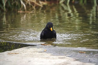 Blackbird taking a water bath, spring, Germany, Europe