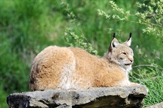 Lynx (Lynx lynx), Animal park, Captive, A calm lynx rests on a rock and looks into the distance,