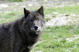 Mackenzie valley wolf (Canis lupus occidentalis), Captive, Germany, Europe, A dark wolf makes eye