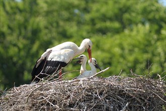 White stork (Ciconia ciconia) Old bird shields its young from strong sunlight with open wings,