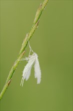 White bindweed moth or sloe ghost (Pterophorus pentadactyla, Pterophorus pentadactylus) with