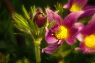 Macro photograph of a Pulsatilla vulgaris, also known as cowbell, surrounded by blur, Hesse,