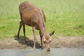 Red deer (Cervus elaphus), drinking doe, North Rhine-Westphalia, Germany, Europe