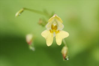 Lesser balsam or small-flowered touch-me-not (Impatiens parviflora), flower, North