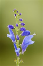 Sage (Salvia cacaliifolia, Salvia cacaliaefolia), flowers, native to Central America