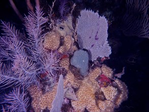 Common sea fan (Gorgonia ventalina), soft corals and stony corals at night. Dive site John