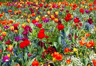Colourful flower meadow with mainly tulips (Tulipa sylvestris)