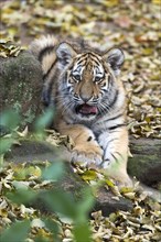A young tiger resting on a ground covered with autumn leaves, Siberian tiger, Amur tiger, (Phantera