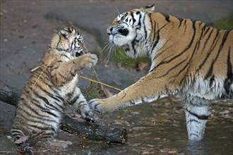Two tigers playfully interacting with a stick in the water, Siberian tiger, Amur tiger, (Phantera