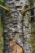 Damaged bark, bark of a spruce, Kemptner Forest, Allgaeu, Swabia, Bavaria, Germany, Europe