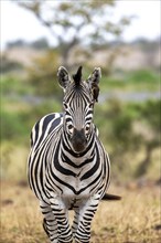 Plains zebra (Equus quagga) with several yellow-billed oxpecker (Buphagus africanus), African
