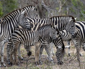 Group of plains zebras (Equus quagga) with young, African savannah, Kruger National Park, South